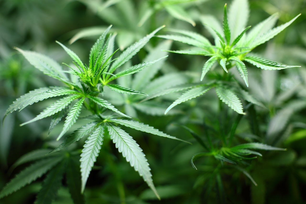 APP Grow with Jane – Un Plan de Cannabis para cultivadores